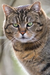 Close-up portrait of domestic cat. Giant green eyes. Sad and strict face expression.