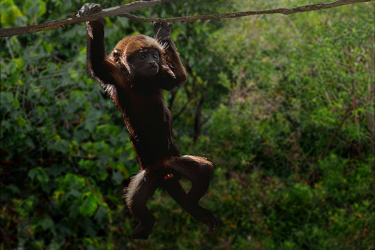 Baby Brown Howler Monkey (Alouatta guariba)
