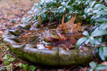 jesienne brązowe liście w betonowej zdobionej misce w tle zielone liście rośliny