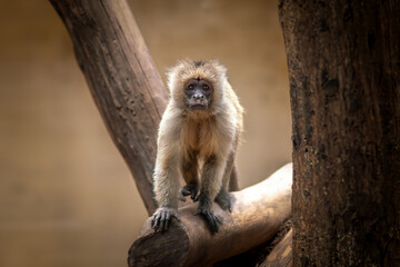 Young Wedge-capped Capuchin monkey (Cebus olivaceus)