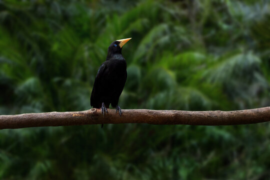 Crested Oropendola bird (Psarocolius decumanus)