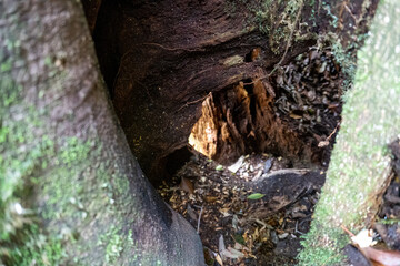 Mt. Tachu in Yakushima island