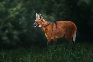 Maned Wolf (Chrysocyon brachyurus) - South America Canid