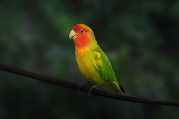 Rosy-faced Lovebird (Agapornis roseicollis) - parrot
