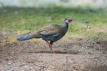 Female Silver Pheasant (lophura nycthemera)