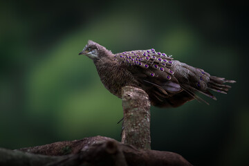 Male Grey Peacock-pheasant (Polyplectron bicalcaratum)