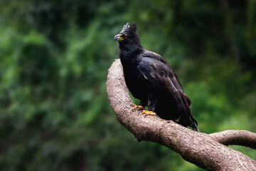 Black Hawk-eagle (Spizaetus tyrannus)
