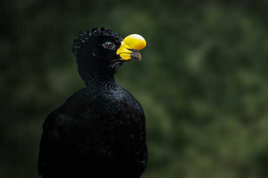 Yellow-knobbed Curassow (Crax daubentoni)