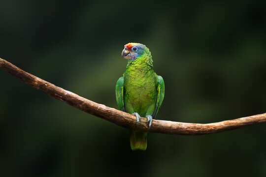 Red-tailed Amazon parrot (Amazona brasiliensis)