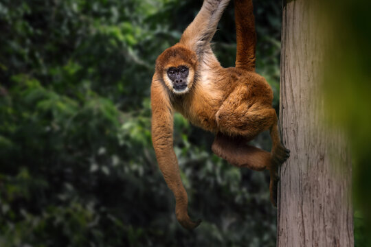 Southern Muriqui monkey (Brachyteles arachnoides) or Woolly Spider Monkey