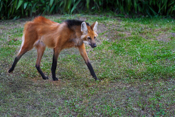 Maned Wolf (Chrysocyon brachyurus) - South America Canid