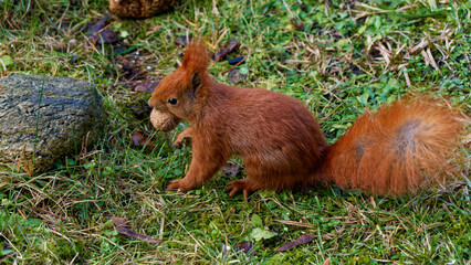 A red squirrel living in the city. © J.M.C. Foto