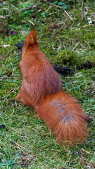 A red squirrel living in the city.