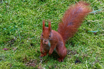 A red squirrel living in the city.
