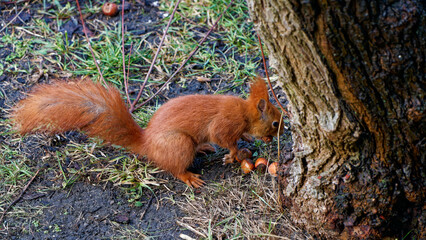 A red squirrel living in the city.