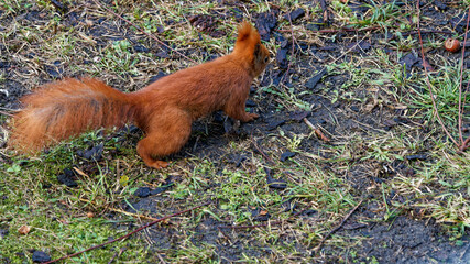 A red squirrel living in the city. © J.M.C. Foto