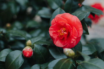 Beautiful pink Camellia flowers in a garden.