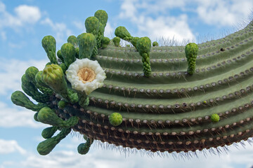 Saguaro Cactus (Carnegiea gigantea) in bloom
