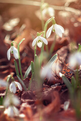 Kwiaty wiosenne. Białe przebiśniegi, rozmyte tło - obrazy, fototapety, plakaty