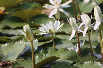 Beautiful lotus flower blooming in lake. Nice lotus picture for wall mounting. flower smell. Blooming season. Seasonal greetings of the year.
