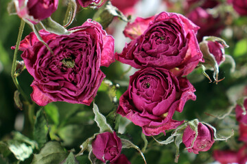 bouquet of dried pink roses, close-up view