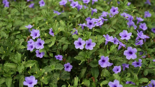 Ruellia tuberosa, also known as minnieroot, fever root, snapdragon root, and sheep potato, is a species of flowering plant in the family Acanthaceae