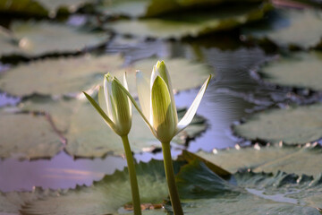 Beautiful lotus flower blooming in lake. Nice lotus picture for wall mounting. flower smell. Blooming season. Seasonal greetings of the year.