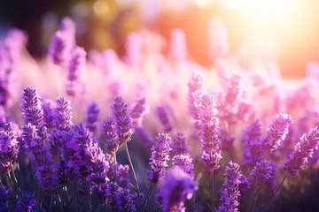 Fototapeten Beautiful lavender bathed in sunlight - sun rays © Olena Siemer