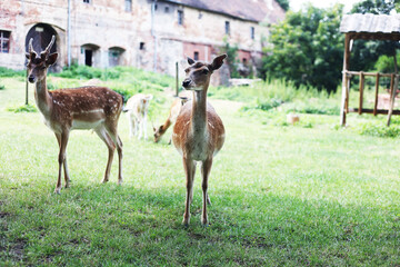 Beautiful Deer grazing on the grass