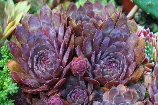Volkmar Schara rojnik sempervivum