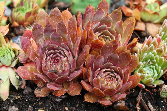 Volkmar Schara rojnik sempervivum