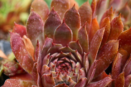 Volkmar Schara rojnik sempervivum
