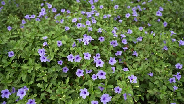 Ruellia tuberosa, also known as minnieroot, fever root, snapdragon root, and sheep potato, is a species of flowering plant in the family Acanthaceae