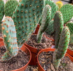 Close-Up of Potted Prickly Pear Cactus (Opuntia) 