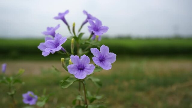 Ruellia tuberosa, also known as minnieroot, fever root, snapdragon root, and sheep potato, is a species of flowering plant in the family Acanthaceae
