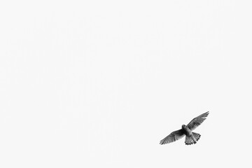 Giftcard white background with black and white photo of small peregrin bird in corner