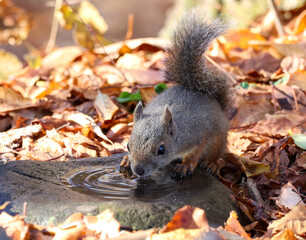 squirrel eating nut