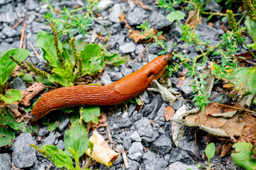 Large brown Spanish snail (arion vulgaris) on grass, close-up. Invasive animal species.