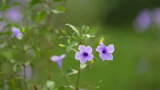 Ruellia tuberosa, also known as minnieroot, fever root, snapdragon root, and sheep potato, is a species of flowering plant in the family Acanthaceae
