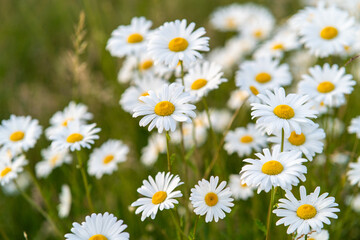 Vibrant White Daisies in Summer Bloom
