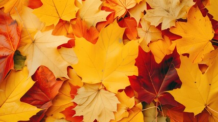 Naklejka na ściany i meble A carpet of autumn leaves in warm tones