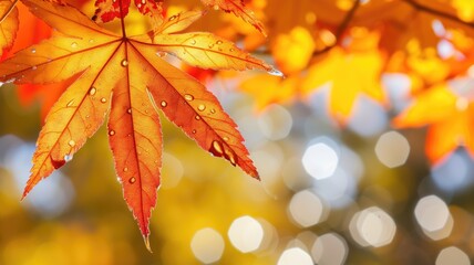 Water droplets on a fiery red maple leaf