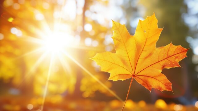 Autumn leaf against a sunlit background