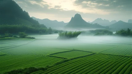 Abwaschbare Fototapete Guilin In the spring morning, the mature paddy field scenery, the white fog on the field. Generative AI.