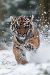 Fototapeta na wymiar Winter's Young Predator: Tiger Cub Dashing Through Snow, A Burst of Youthful Energy in a Pristine White Landscape.
