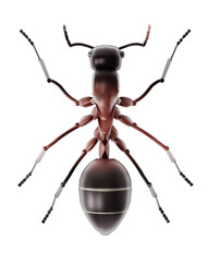 3D illustration of an ant. Top view. transparent background. 3D illustration - obrazy, fototapety, plakaty