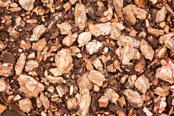 background, texture of pine bark on the ground