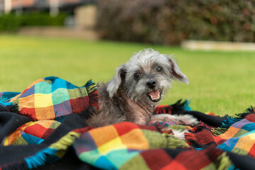 Crossbreed dog sitting on grass. Happy and relax pet outdoor on a sunny summer day. Dog under a plaid warm under a blanket in cold autumn weather.