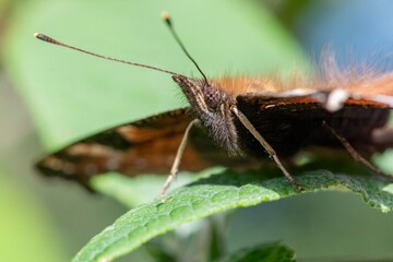 Macro shot of a peacock butterfly (aglais io) on a buddleja plant