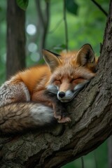 Naklejka na ściany i meble Tranquil Red Fox: Napping Comfortably atop a Rock